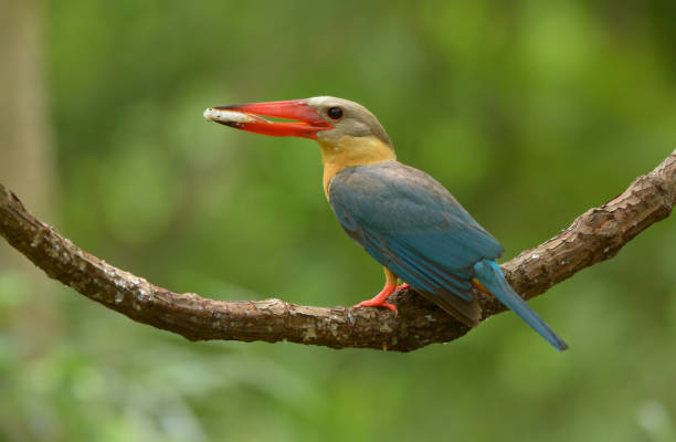 istock Stork-billed Kingfisher ; Pelargopsis capensis 1019726710