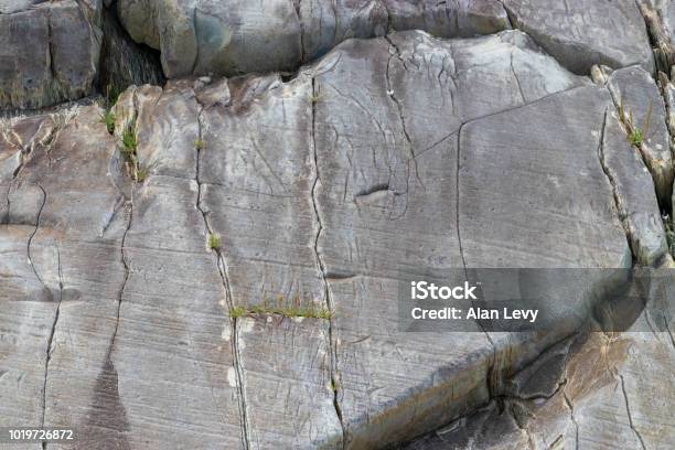 A Gray Rock Outcrop With Small Plants Beginning To Grow In The Cracks Stock Photo - Download Image Now