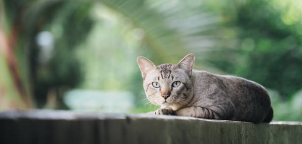istock Cat on the house wall looking at camera 1019729244
