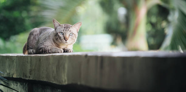 istock Cat on the house wall looking at camera 1019729258