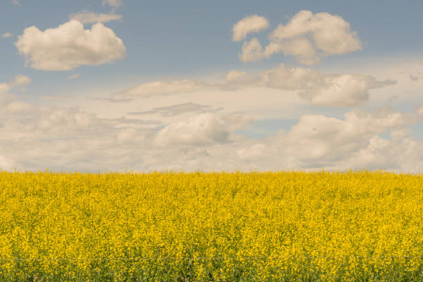 istock Field of Blooming Canola 1019734644