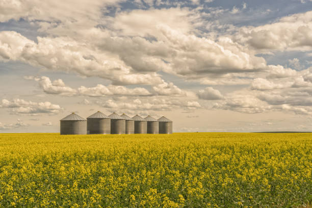 Seven grain silos in a line in a blooming canola field with a blue cloudy sky.