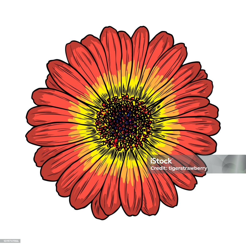Daisy Floral Botany Sketch Daisy Flower Drawing Color Line Art ...