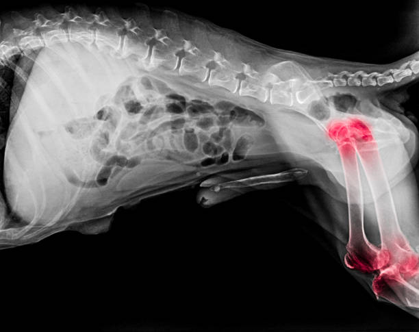 X-ray film of dog lateral view with red highlight in hip and knee joint pain areas or joint dysplasia dog- Veterinary medicine- Veterinary anatomy Concept X-ray film of dog lateral view with red highlight in hip and knee joint pain areas or joint dysplasia dog- Veterinary medicine- Veterinary anatomy Concept femur photos stock pictures, royalty-free photos & images