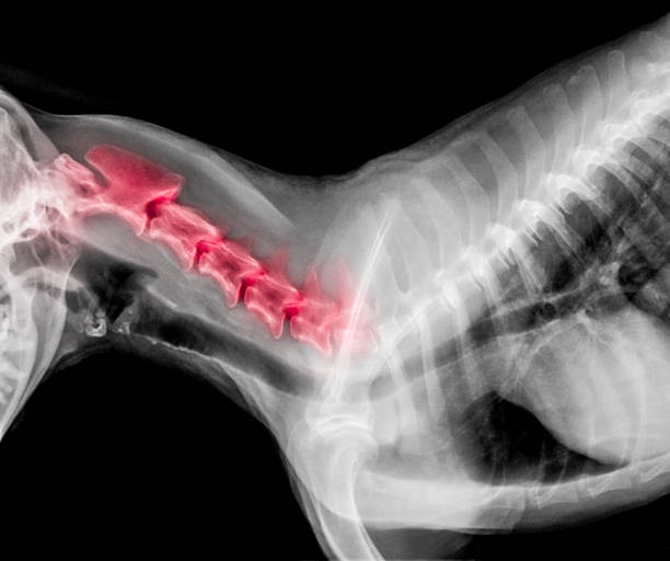 filme de cachorro lateral vista com destaque vermelho em áreas de dor óssea pescoço ou vértebras cervicais doença cão - medicina veterinária-veterinária anatomia conceito um raio-x - thoracic vertebrae - fotografias e filmes do acervo