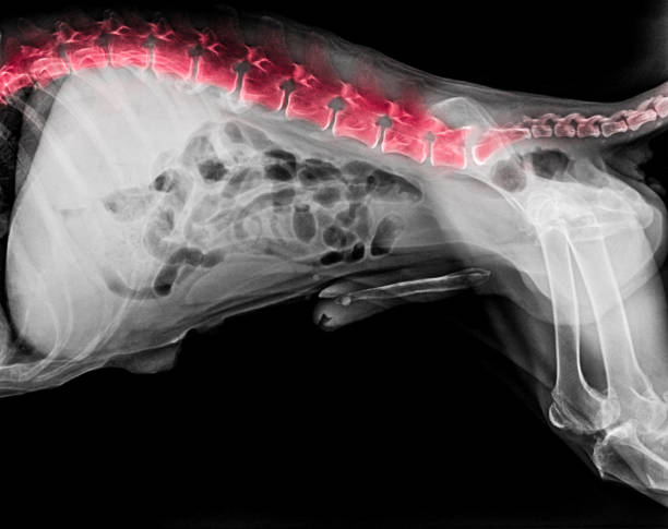 犬の x 線フィルム側面脊柱骨や脊髄の病気犬の痛みエリアの赤い強調表示された前後の痛み-獣医獣医解剖学の概念 - animal back ストックフォトと画像