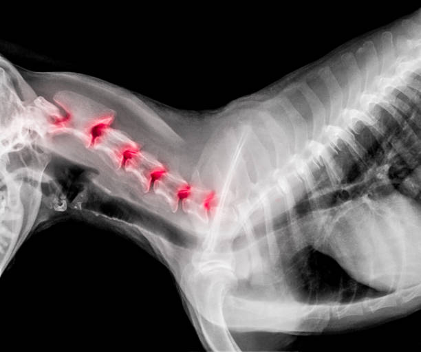 filme de cachorro lateral vista com destaque vermelho em áreas de dor óssea comum pescoço ou disco cervical doença cão - medicina veterinária-veterinária anatomia conceito um raio-x - thoracic vertebrae - fotografias e filmes do acervo