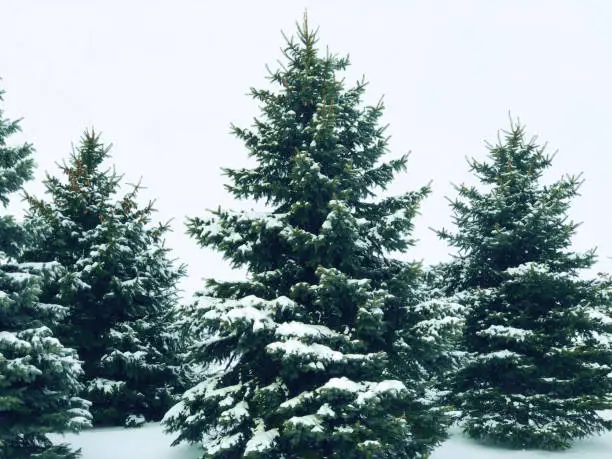 Snow Covered Winter Pine Trees