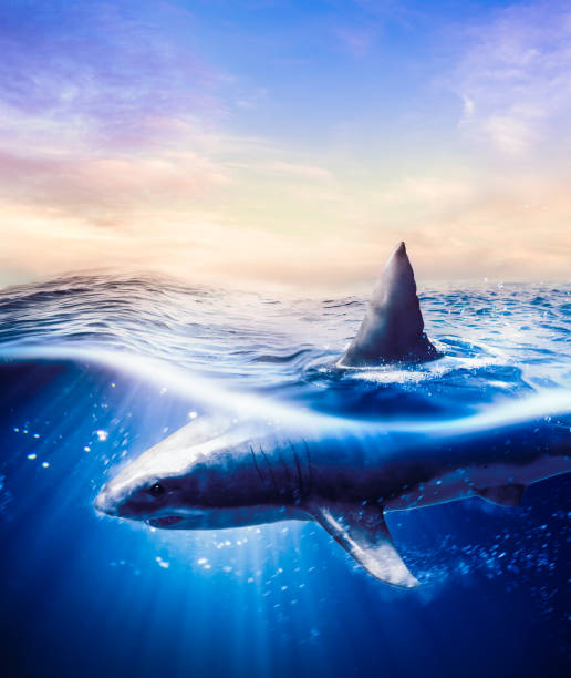 istock Great white shark swimming underwater 1019770156