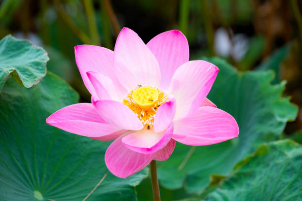 istock Pink lotus that grows in the pond 1019770638