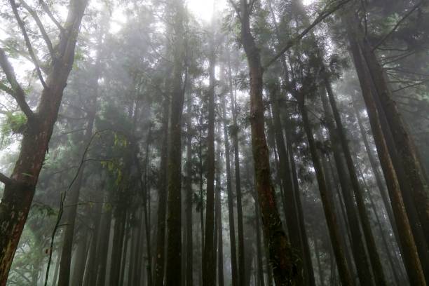 istock Forest in Alishan mountain, Taiwan 1019772976