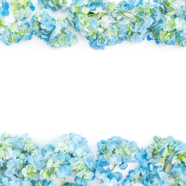istock Flower frame of blue hydrangea flowers on white background. Flat lay, top view. Floral background 1019773076