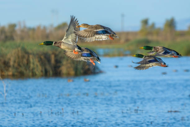 istock Flock of flying colorful ducks 1019773202