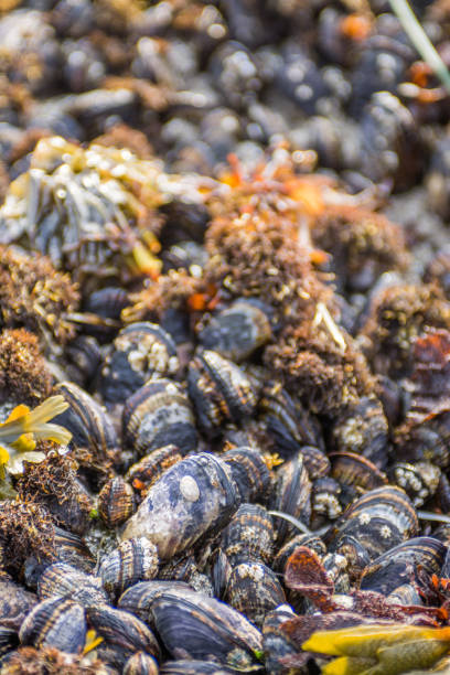 istock Beautiful seashells and seaweed 1019773914