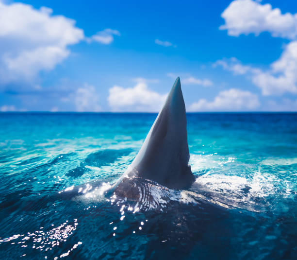 Great white shark fin above the surface Great white shark fin above water / 3d illustration / mixed media animals breaching photos stock pictures, royalty-free photos & images