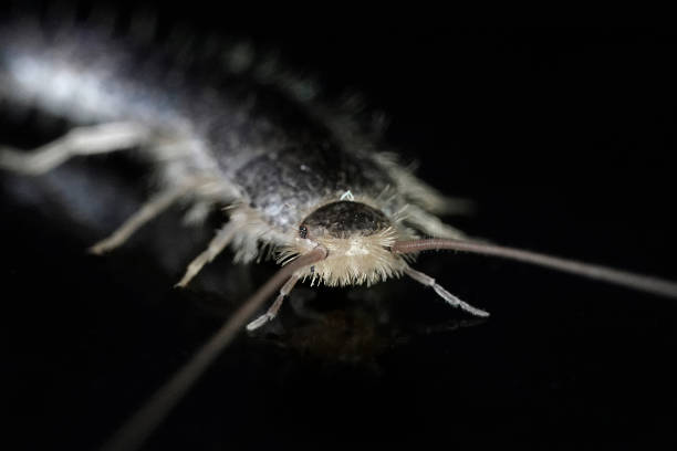 Silverfish (Lepisma saccharina) stock photo