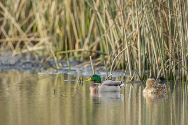 istock Mallards swimming near shore 1019780544