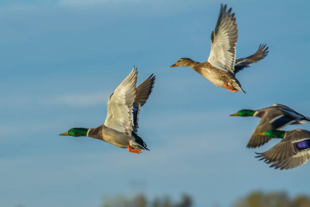 istock Beautiful and graceful ducks in flight 1019780858