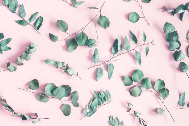 istock Eucalyptus leaves on pastel pink background. Flat lay, top view 1019785956