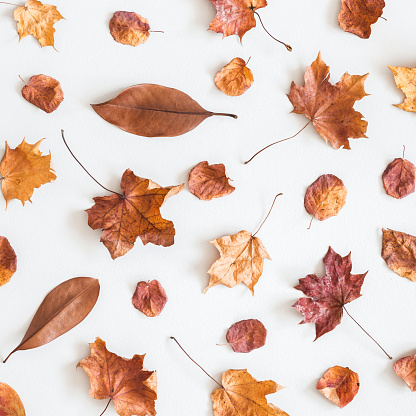 Autumn composition. Pattern made of dried autumn leaves on white background. Autumn, fall concept. Flat lay, top view, square