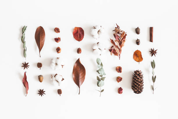 istock Autumn composition. Pattern made of eucalyptus branches, cotton flowers, dried leaves on white background. Autumn, fall concept. Flat lay, top view, copy space 1019785996