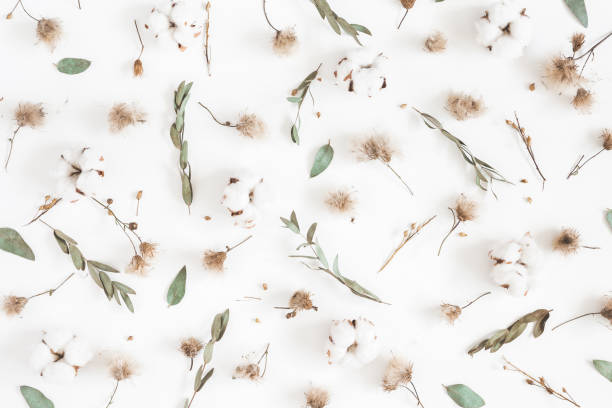 istock Autumn composition. Pattern made of eucalyptus branches, dried flowers on white background. Autumn, fall concept. Flat lay, top view 1019786358