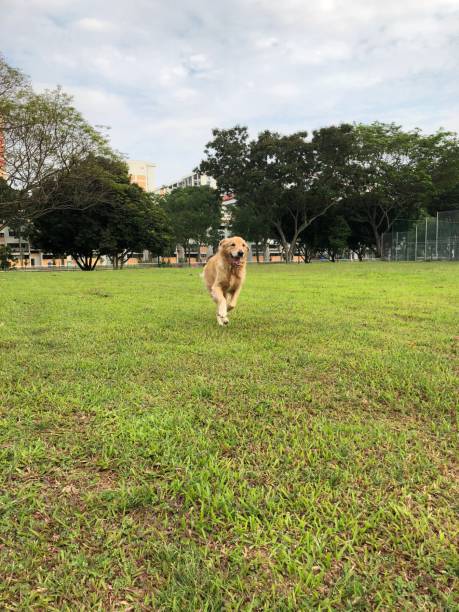 istock Running Golden Retriever 1019788784