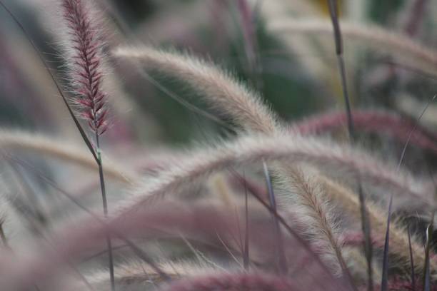 istock Closeup of natures beauty 1019796976