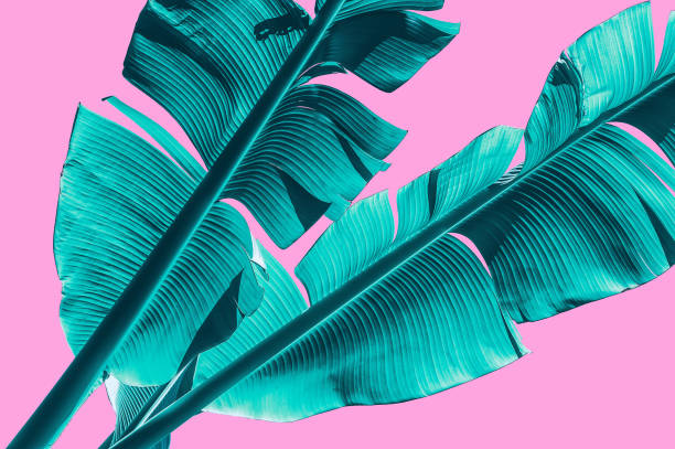 tropical banana palm leaf isolated on pink background with clipping for design elements. close-up of large palm leaf, blue toned isolated color stock pictures, royalty-free photos & images