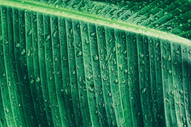 istock rain droplets of tropical banana palm leaf 1019799768