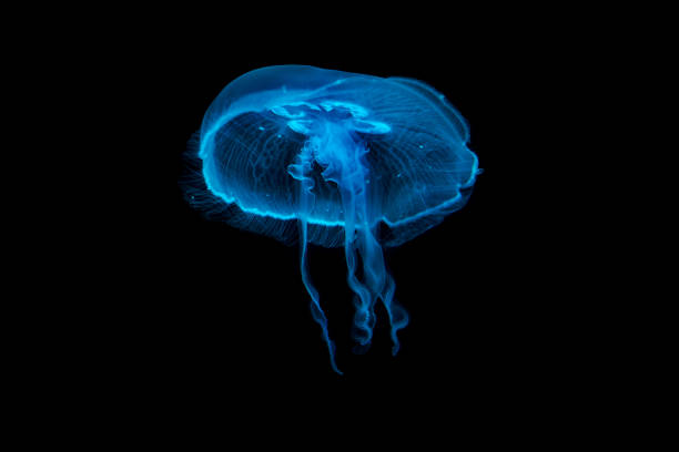 istock Jellyfish floating in a water 1019802096