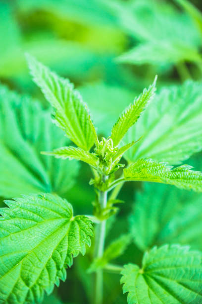 istock Stinging nettle plant in the forest 1019802454