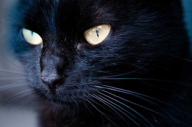 istock close up head shot of black cat 1019805158