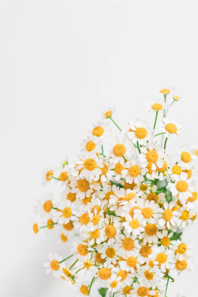 istock Little daisy flowers bouquet over white. Soft focus, top view, close-up composition. Copy space. 1019805802