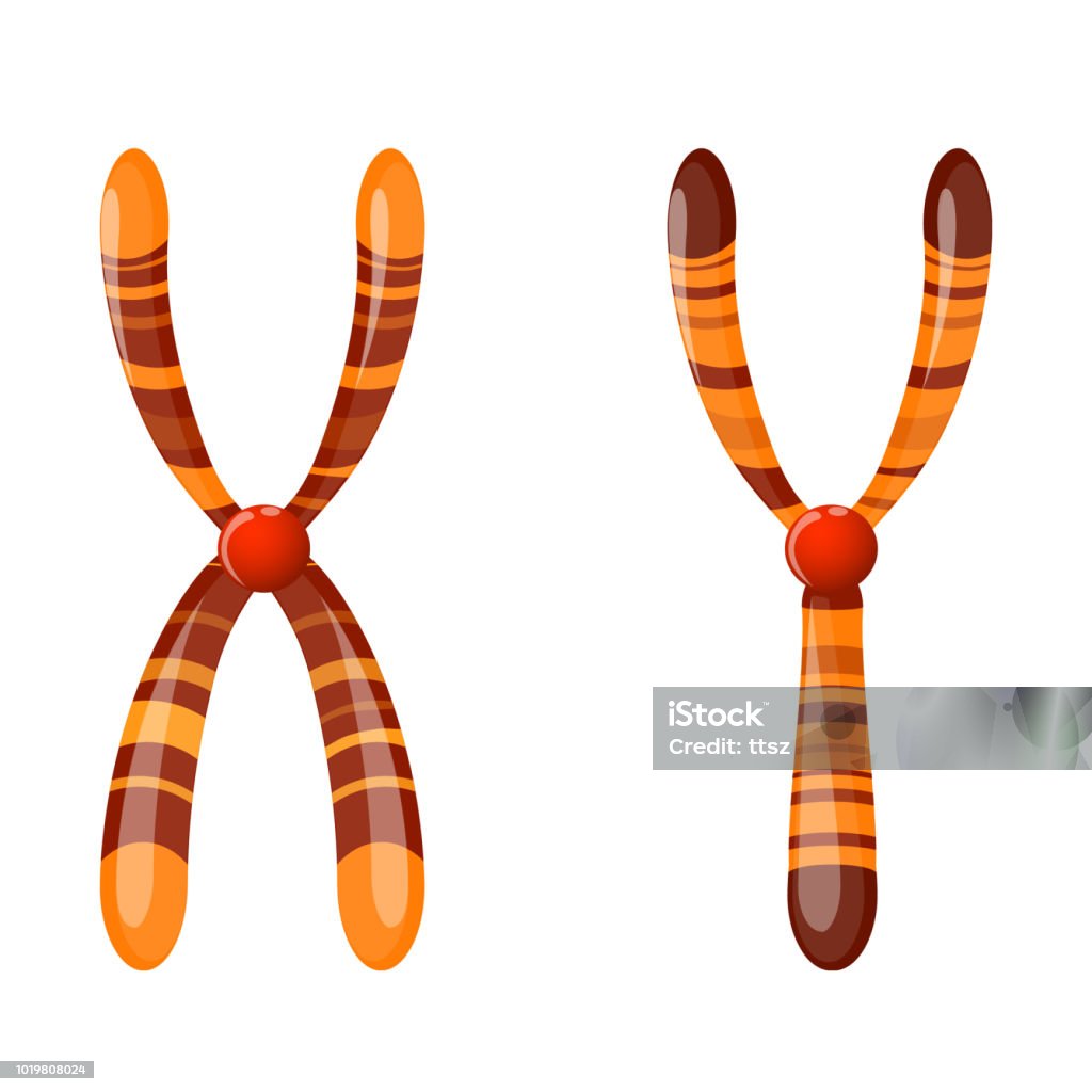 X and Y Chromosome Sex Chromosome X and Y. Vector diagram for your design, educational, science and medical use Chromosome stock vector