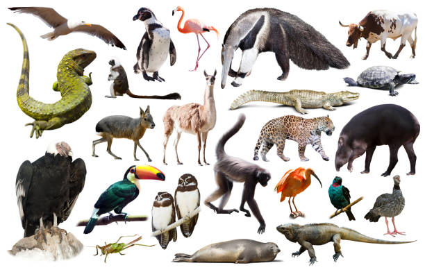 istock Fauna of South America isolated 1019810230