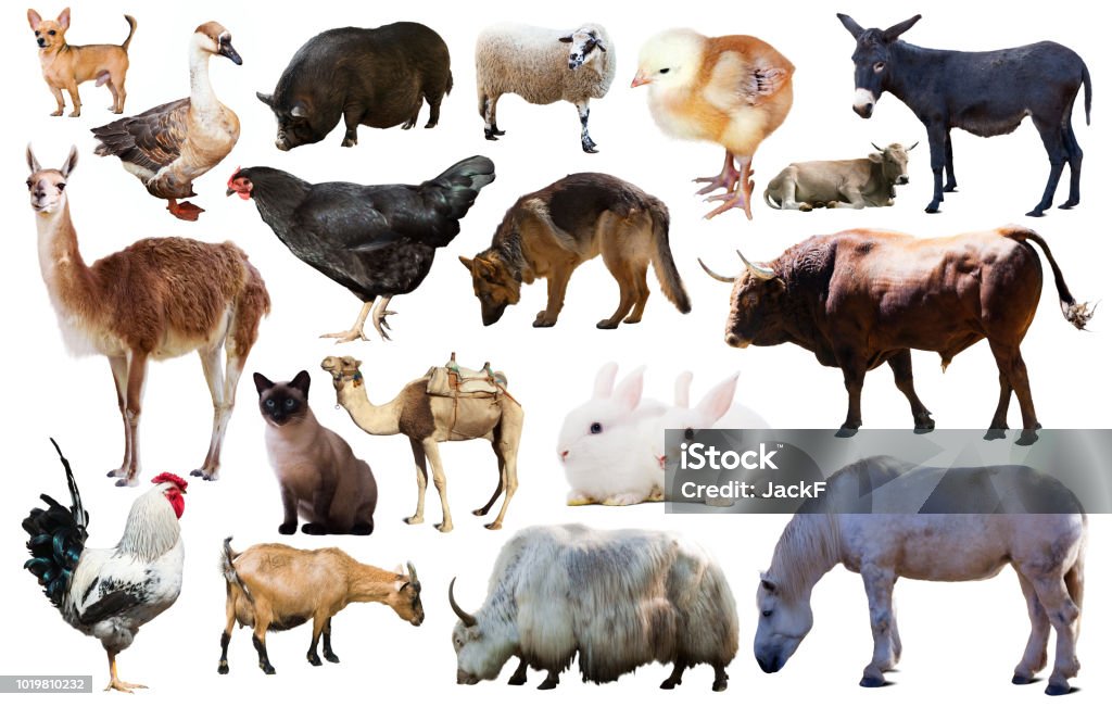 Domestic Animals Collection Stock Photo - Download Image Now - Cow, Domestic  Cattle, Pig - iStock