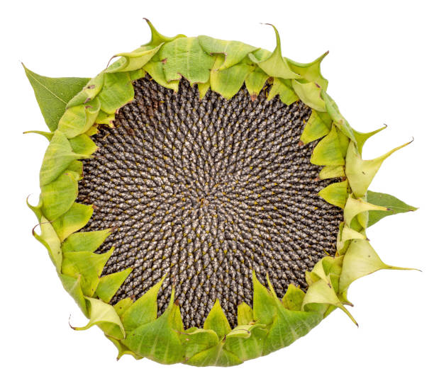 A closeup shot of some fallen yellow flower petals on a black reflective surface.