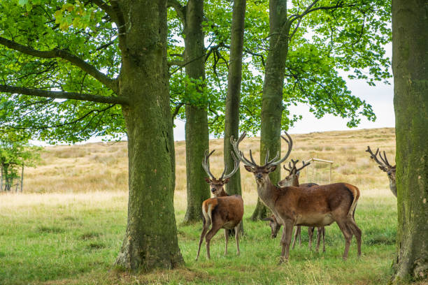 red deer à lyme park, peak district, cheshire, royaume-uni - stockport photos et images de collection