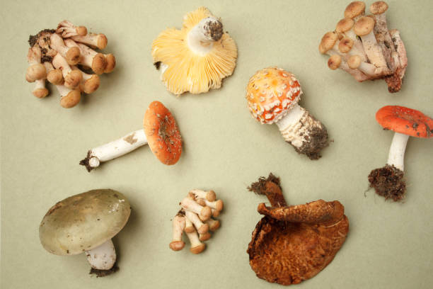 una collezione di funghi velenosi e commestibili della foresta autunnale con coni e piante a base di erbe secche. autunno autunno sfondo, per raccogliere funghi nella foresta - honey agaric foto e immagini stock