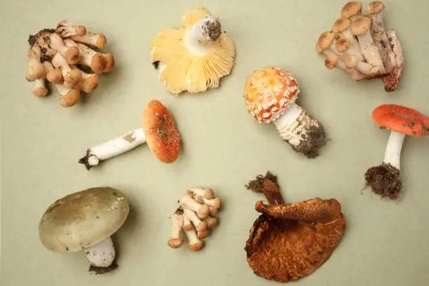 A collection of poisonous and edible mushrooms from the autumn forest with cones and dry herbal plants. Autumn fall background, To pick up mushrooms in forest