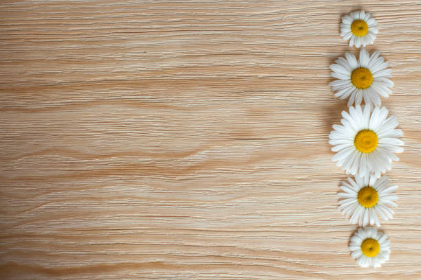 Fresh chamomile flowers on the wooden table