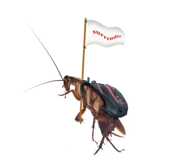 Photo of Cockroaches carry the flag, surrender, walk out of the house.In the house is a system of insect protection.bug isolated on white background