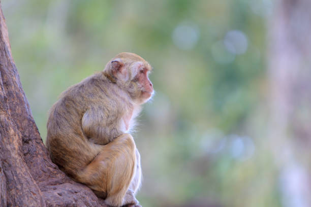 istock The cute monkey is sitting on the floor in Thailand. 1019829552