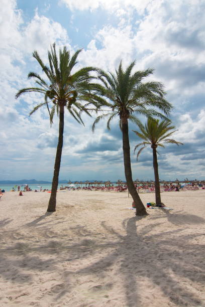 Palm trees on Alcudia beach, Mallorca, Balearic islands, Spain
