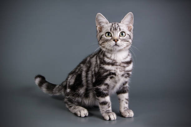 istock American shorthair cat on colored backgrounds 1019832616