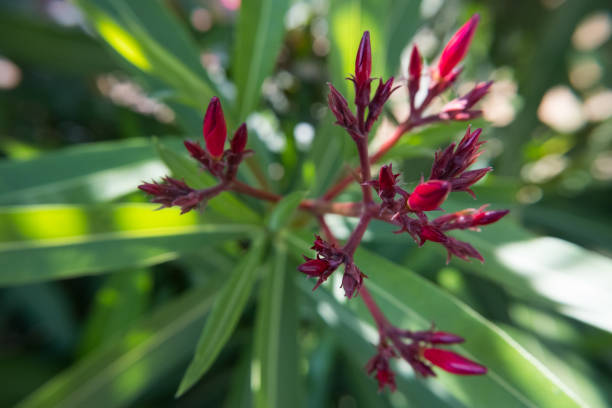 istock Nerium Oleander flower buds with green background. 1019832964