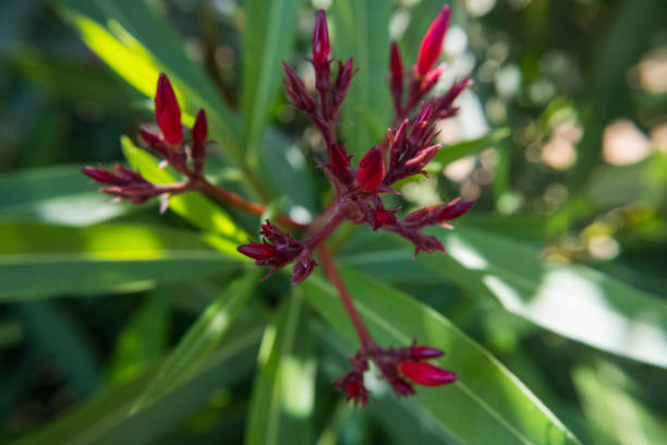 istock Nerium Oleander flower buds in the shade with green background. 1019832982