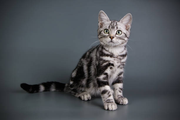 istock American shorthair cat on colored backgrounds 1019833088