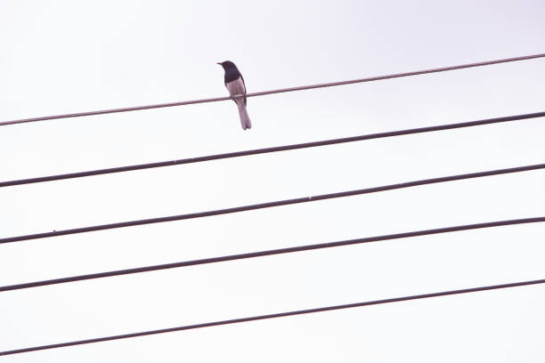 istock A lone bird sits on power cable lines, like a note on a musical camp. on a white background. 1019838060